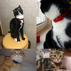 Katzenhalsband